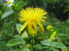 Hypericum prolificum